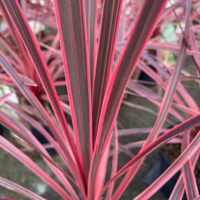 Cordyline australis Charlie Boy, Cordyline/Syddracena Charlie Boy