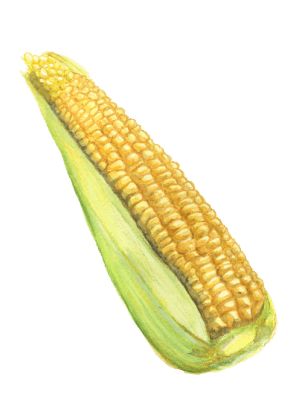 Majs, Socker-, Damaun