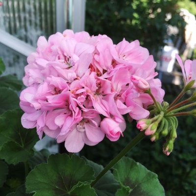 Pelargon Dagnys Alice, kruka