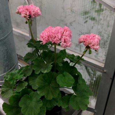 Äggskalspelargon Dagnys Anna, kruka