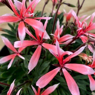 Miniatyrfingerpelargon Dagnys Snigelkotte, kruka