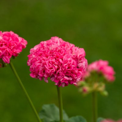 Dvärg-rosenpelargon Dagnys Vinícius, kruka