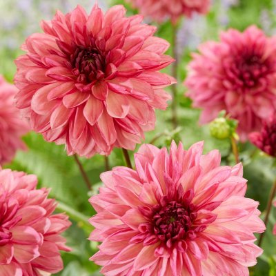 Dahlia Dekorativ Bacardi 1st