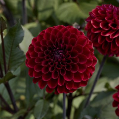 Dahlia Dekorativ Baccara 1st