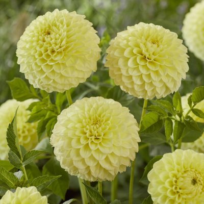 Dahlia Dekorativ Banana Baby 1st