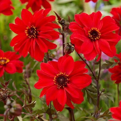 Dahlia Pion Bishop of Llandaff 1st