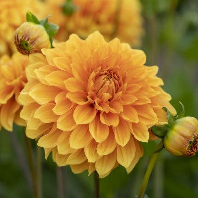 Dahlia Dekorativ Bizon Bronze 1st