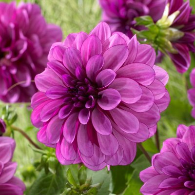 Dahlia Dekorativ Blue Bell 1st