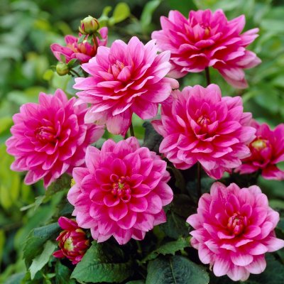 Dahlia Dekorativ Bluesette 1st