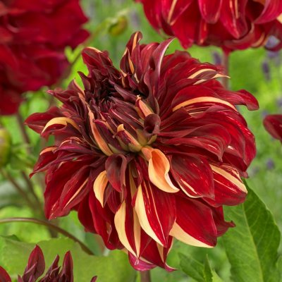 Dahlia Dekorativ Bohemian Spartacus 1st