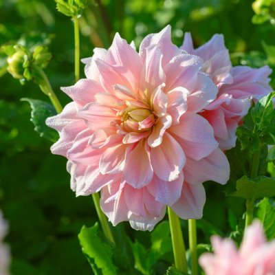 Dahlia Dekorativ Break Out 1st