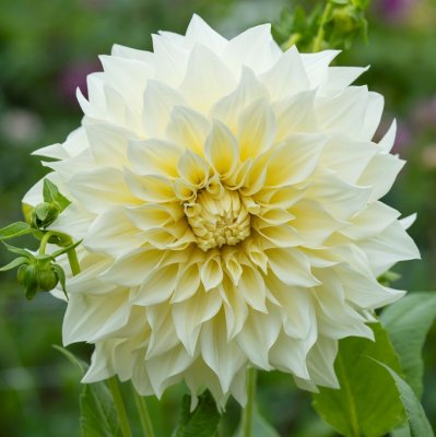 Dahlia Dekorativ Café au Lait Supreme ® 1st