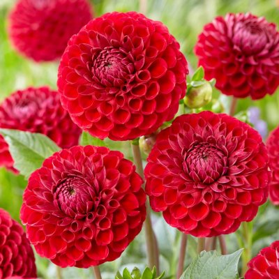 Dahlia Pompon Cornel 1st