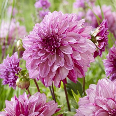 Dahlia Dekorativ Cranberry Classic 1st