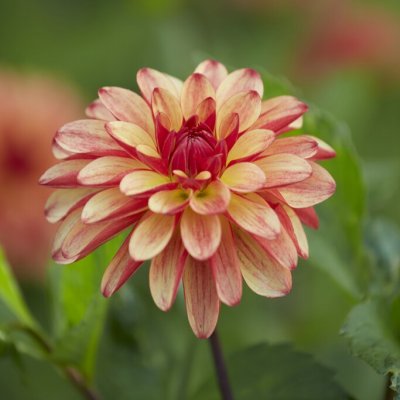 Dahlia Dekorativ Crazy Legs 1st