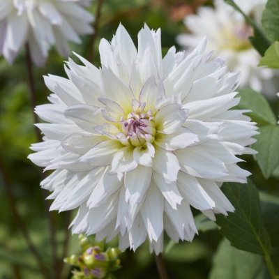 Dahlia Dekorativ Crazy Love 1st