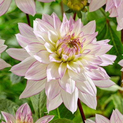 Dahlia Dekorativ Crazy Love 1st