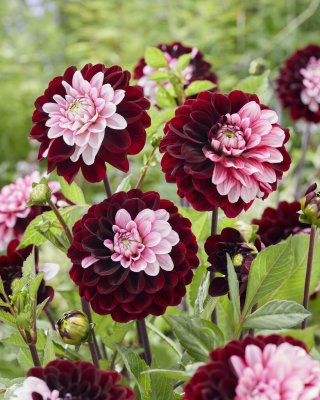 Dahlia Dekorativ Daria in Love 1st