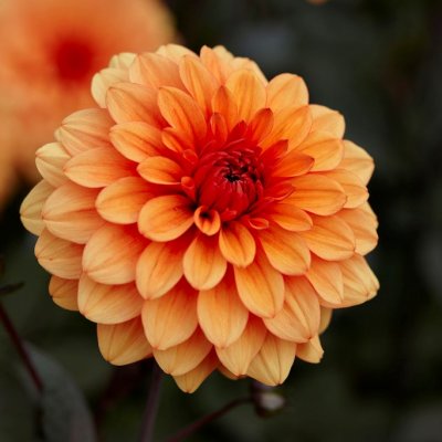 Dahlia Dekorativ David Howard 1st