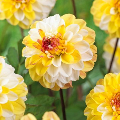 Dahlia Dekorativ Double Jill 1st