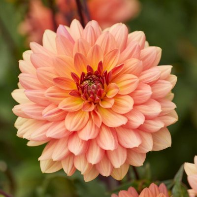 Dahlia Dekorativ Dr. P.H. Riedell 1st