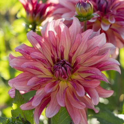 Dahlia Dekorativ Dutch Delight 1st