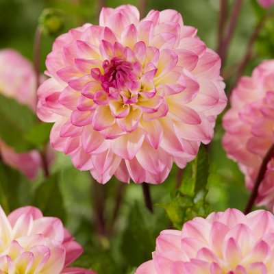 Dahlia Boll El Paso 1st