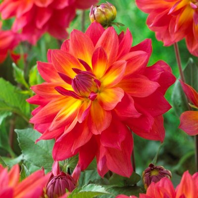 Dahlia Dekorativ Firepot ™ 1st