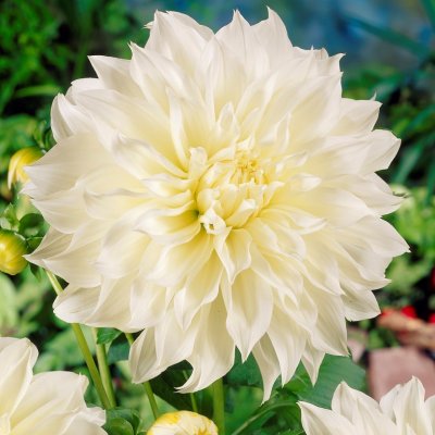 Dahlia Dekorativ Fleurel ® 1st