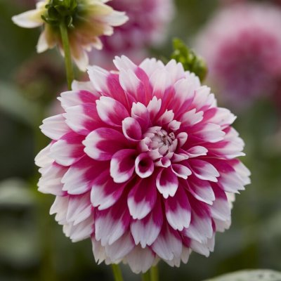 Dahlia Dekorativ Fuzzy Wuzzy 1st