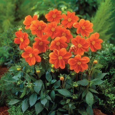Dahlia Mignon G. F. Hemerik 1st