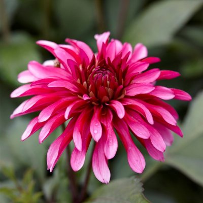 Dahlia Dekorativ Gallery Art Nouveau ® 1st