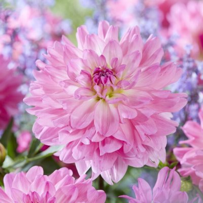Dahlia Dekorativ Garden Sensation 1st