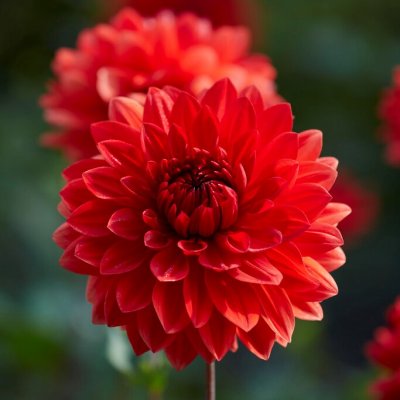 Dahlia Dekorativ Garden Wonder 1st