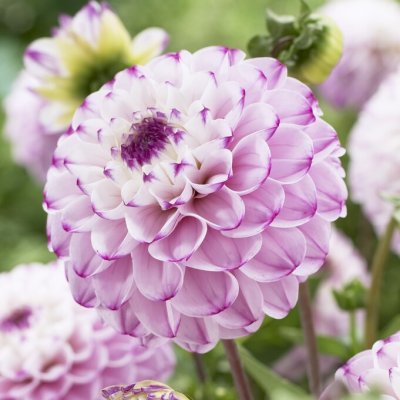 Dahlia Boll Genova 1st