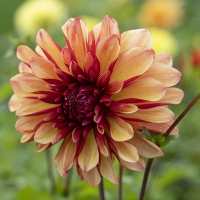 Dahlia Dekorativ Gitts Crazy 1st