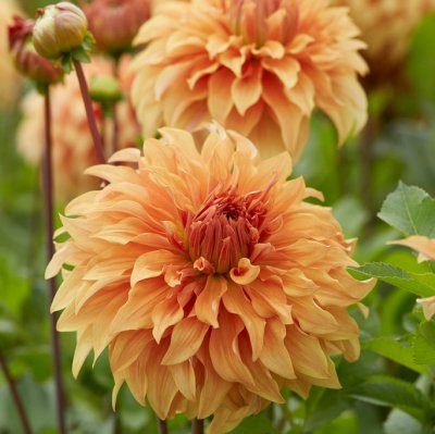 Dahlia Dekorativ Great Hercules 1st