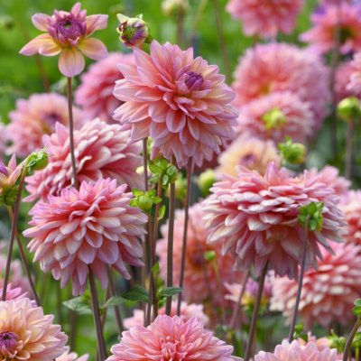 Dahlia Dekorativ Great Silence 1st