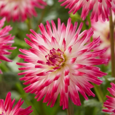 Dahlia Kaktus Hayley Jane 1st