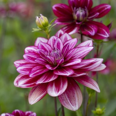 Dahlia Dekorativ Hemisphere 1st