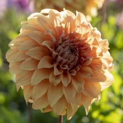 Dahlia Dekorativ Hercules 1st