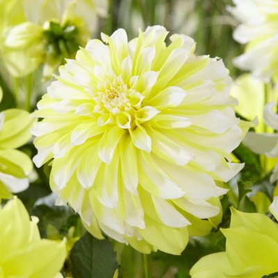 Dahlia Dekorativ Hollyhill Lemon Ice 1st