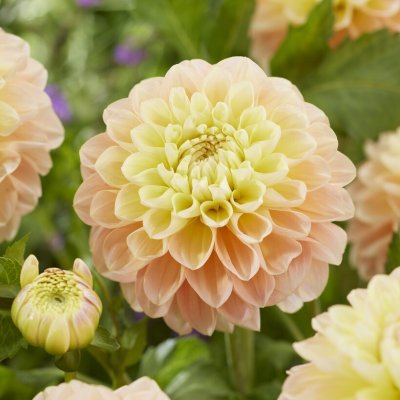Dahlia Dekorativ Honey Dew 1st