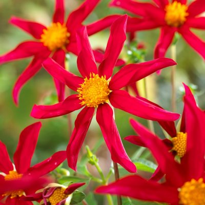 Dahlia Enkel Honka Red 1st