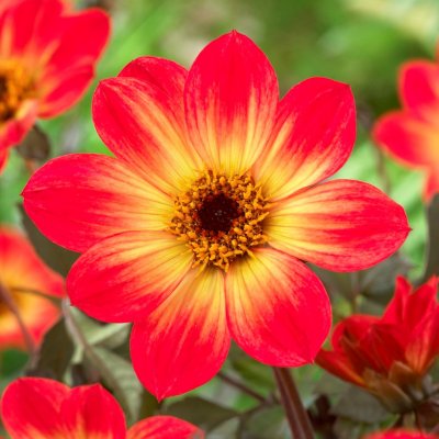 Dahlia Enkel Happy Single Flame ® 1st