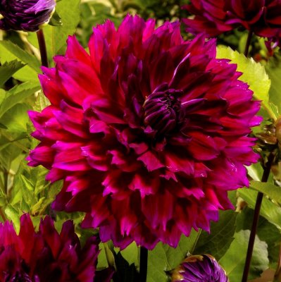 Dahlia Dekorativ Jennifer´s Wedding 1st