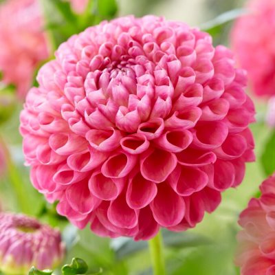 Dahlia Pompon Jowey Frambo 1st