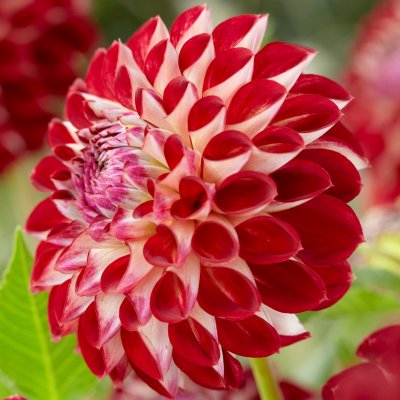 Dahlia Pompon Jowey Joshua 1st