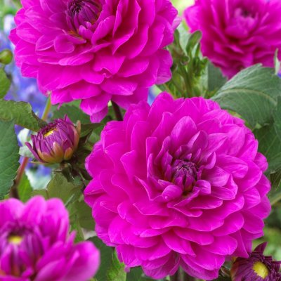 Dahlia Dekorativ Karma Lagoon ® 1st