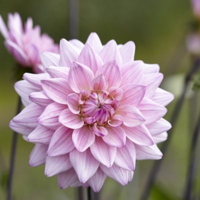 Dahlia Dekorativ Karma Prospero 1st